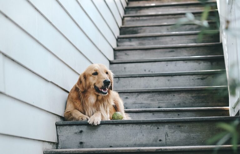 Hunde sollten Treppen meiden. Stimmt das? Lill�s Dog Blog