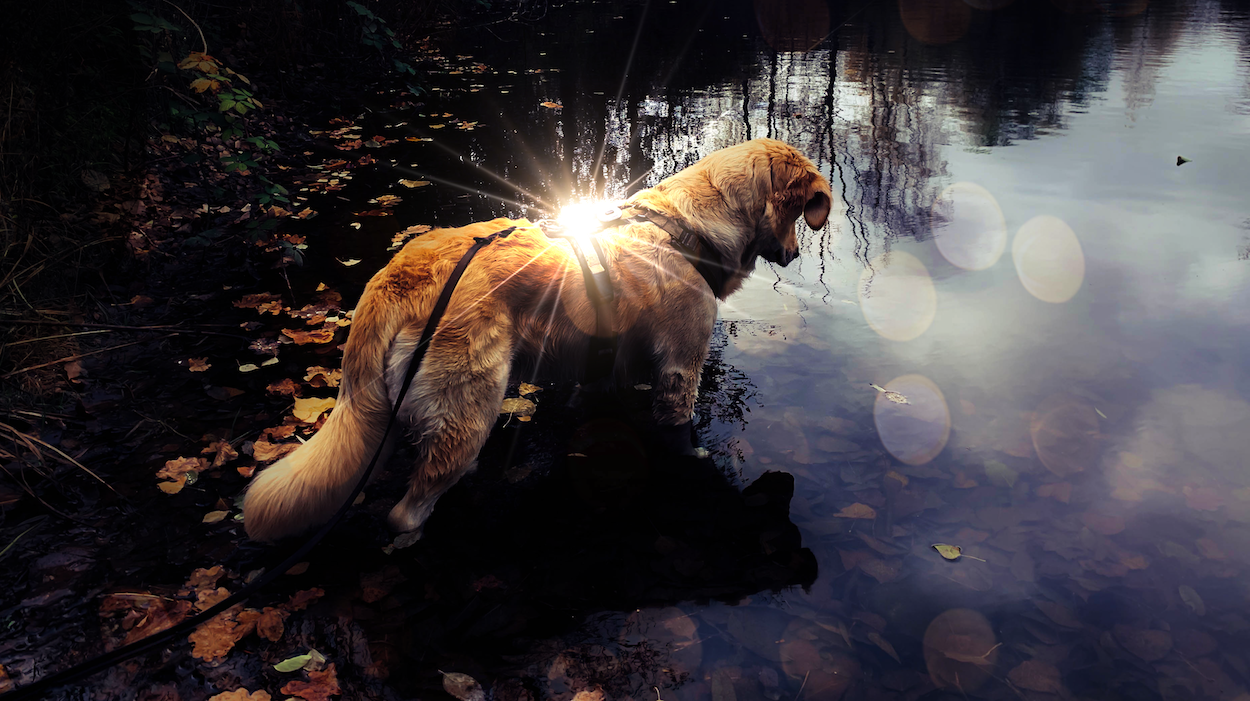 Wie leuchtet der Hund im Dunkeln &quot;nachhaltig&quot;? Lill�s Dog Blog